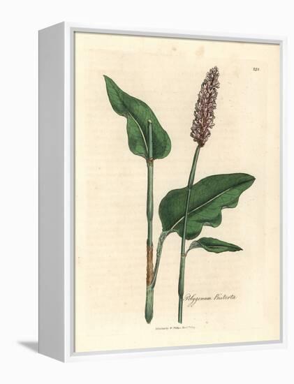 Greater Bistort, Polygonum Bistorta-James Sowerby-Framed Premier Image Canvas