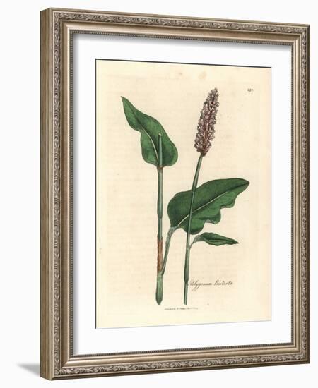 Greater Bistort, Polygonum Bistorta-James Sowerby-Framed Giclee Print