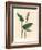 Greater Bistort, Polygonum Bistorta-James Sowerby-Framed Giclee Print