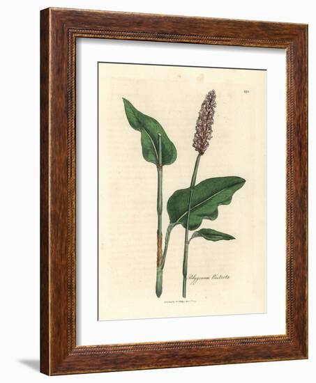 Greater Bistort, Polygonum Bistorta-James Sowerby-Framed Giclee Print