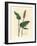 Greater Bistort, Polygonum Bistorta-James Sowerby-Framed Giclee Print