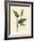 Greater Bistort, Polygonum Bistorta-James Sowerby-Framed Giclee Print