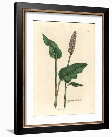 Greater Bistort, Polygonum Bistorta-James Sowerby-Framed Giclee Print