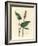 Greater Bistort, Polygonum Bistorta-James Sowerby-Framed Giclee Print