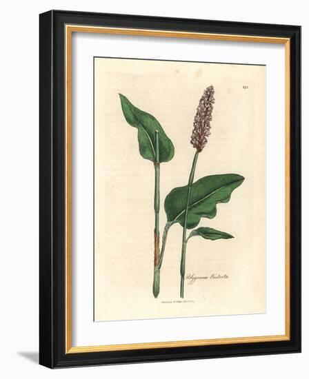 Greater Bistort, Polygonum Bistorta-James Sowerby-Framed Giclee Print