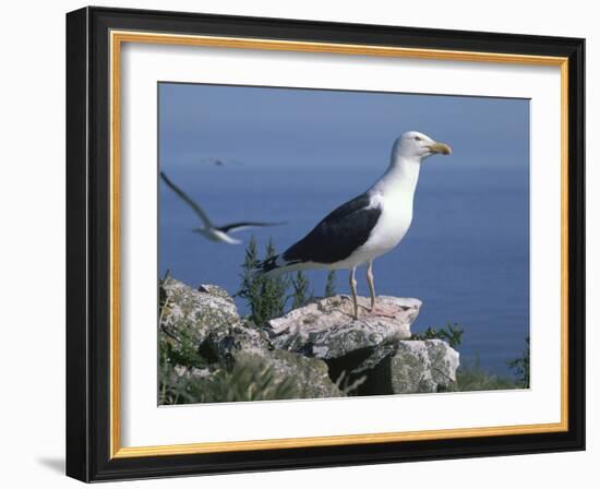 Greater Black Back Gull-CM Dixon-Framed Photographic Print