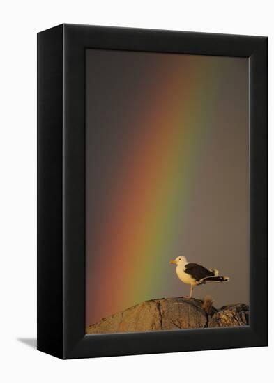 Greater Black Backed Gull (Larus Marinus) Standing on Rock with Rainbow, Flatanger, Norway-Widstrand-Framed Premier Image Canvas