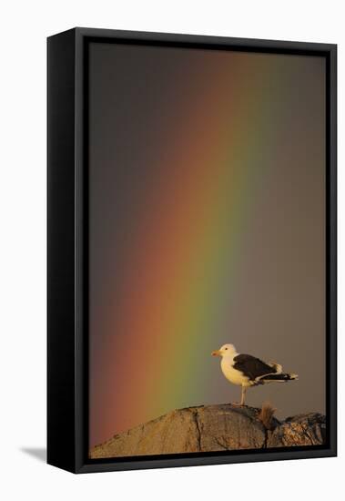 Greater Black Backed Gull (Larus Marinus) Standing on Rock with Rainbow, Flatanger, Norway-Widstrand-Framed Premier Image Canvas