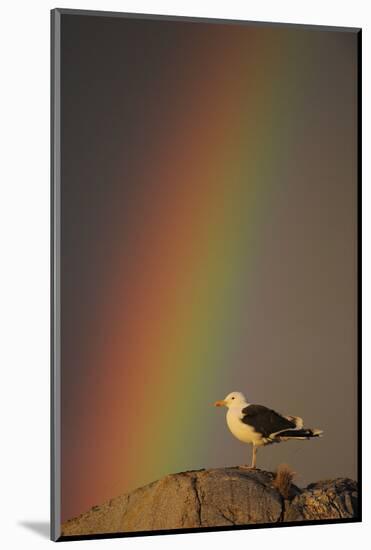 Greater Black Backed Gull (Larus Marinus) Standing on Rock with Rainbow, Flatanger, Norway-Widstrand-Mounted Photographic Print