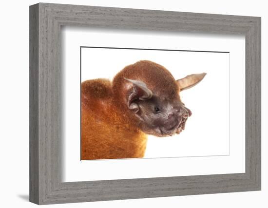 Greater Bulldog Bat (Noctilio Leporinus) Portrait, Surama, Guyana. Meetyourneighbours.Net Project-Andrew Snyder-Framed Photographic Print