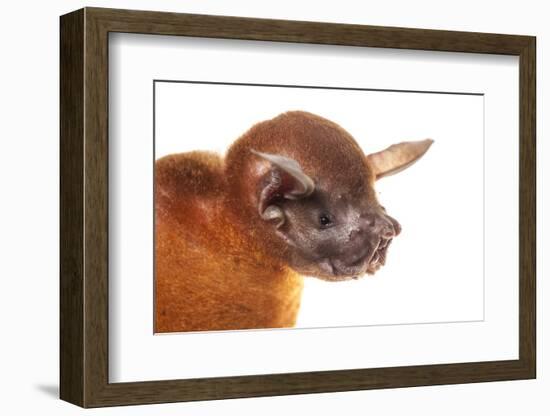 Greater Bulldog Bat (Noctilio Leporinus) Portrait, Surama, Guyana. Meetyourneighbours.Net Project-Andrew Snyder-Framed Photographic Print