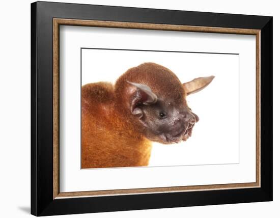 Greater Bulldog Bat (Noctilio Leporinus) Portrait, Surama, Guyana. Meetyourneighbours.Net Project-Andrew Snyder-Framed Photographic Print