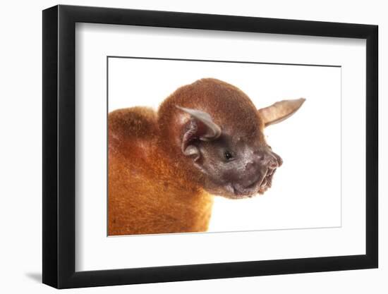 Greater Bulldog Bat (Noctilio Leporinus) Portrait, Surama, Guyana. Meetyourneighbours.Net Project-Andrew Snyder-Framed Photographic Print