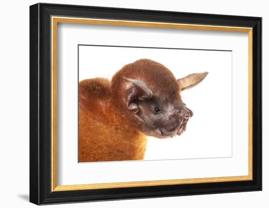 Greater Bulldog Bat (Noctilio Leporinus) Portrait, Surama, Guyana. Meetyourneighbours.Net Project-Andrew Snyder-Framed Photographic Print