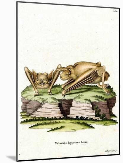 Greater Bulldog Bat-null-Mounted Giclee Print