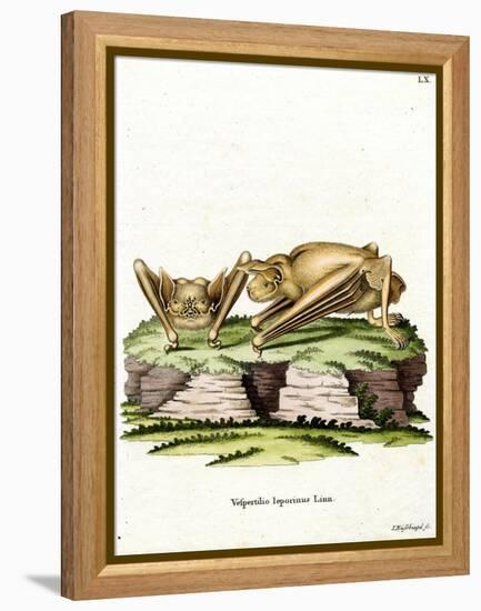 Greater Bulldog Bat-null-Framed Premier Image Canvas