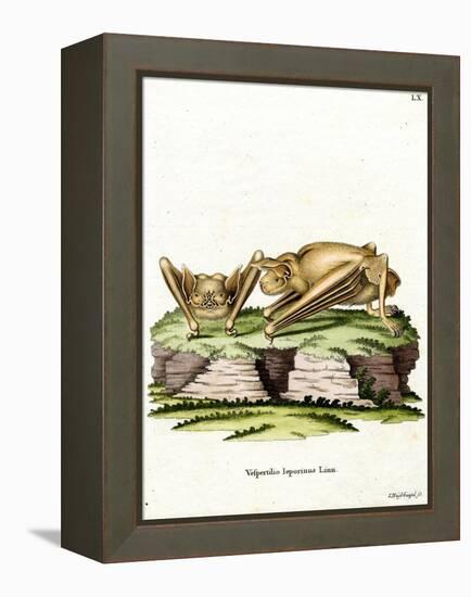 Greater Bulldog Bat-null-Framed Premier Image Canvas