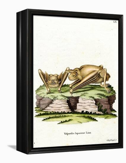 Greater Bulldog Bat-null-Framed Premier Image Canvas