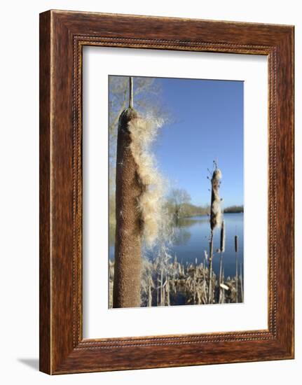 Greater Bullrush / Reedmace with seeds emerging, Cotswold Water Park, Wiltshire, UK-Nick Upton-Framed Photographic Print