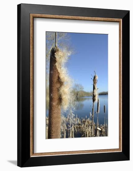 Greater Bullrush / Reedmace with seeds emerging, Cotswold Water Park, Wiltshire, UK-Nick Upton-Framed Photographic Print