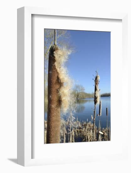 Greater Bullrush / Reedmace with seeds emerging, Cotswold Water Park, Wiltshire, UK-Nick Upton-Framed Photographic Print