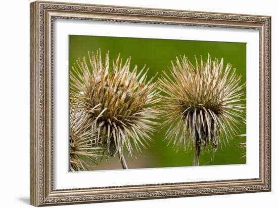 Greater Burdock (Arctium Lappa)-Bob Gibbons-Framed Photographic Print