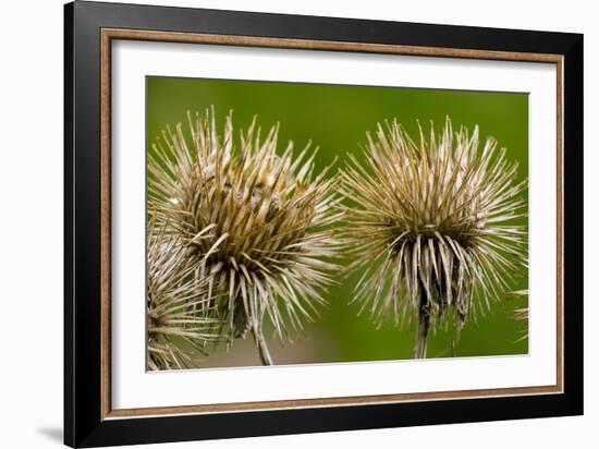 Greater Burdock (Arctium Lappa)-Bob Gibbons-Framed Photographic Print