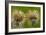 Greater Burdock (Arctium Lappa)-Bob Gibbons-Framed Photographic Print