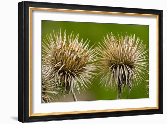 Greater Burdock (Arctium Lappa)-Bob Gibbons-Framed Photographic Print