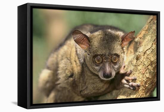 Greater Bush Baby-DLILLC-Framed Premier Image Canvas