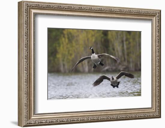 Greater Canada geese alighting-Ken Archer-Framed Photographic Print