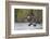 Greater Canada geese alighting-Ken Archer-Framed Photographic Print