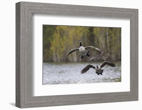 Greater Canada geese alighting-Ken Archer-Framed Photographic Print