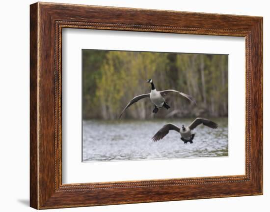 Greater Canada geese alighting-Ken Archer-Framed Photographic Print