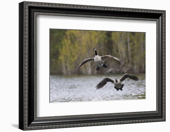 Greater Canada geese alighting-Ken Archer-Framed Photographic Print
