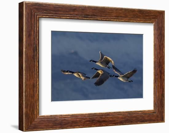 Greater Canada Geese flying-Ken Archer-Framed Photographic Print