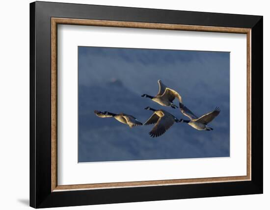 Greater Canada Geese flying-Ken Archer-Framed Photographic Print