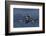 Greater Canada Geese flying-Ken Archer-Framed Photographic Print