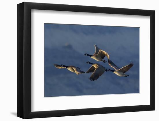 Greater Canada Geese flying-Ken Archer-Framed Photographic Print