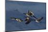 Greater Canada Geese flying-Ken Archer-Mounted Photographic Print