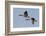 Greater Canada geese pair flying-Ken Archer-Framed Photographic Print