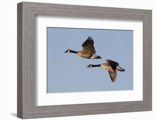 Greater Canada geese pair flying-Ken Archer-Framed Photographic Print