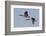 Greater Canada geese pair flying-Ken Archer-Framed Photographic Print