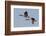 Greater Canada geese pair flying-Ken Archer-Framed Photographic Print