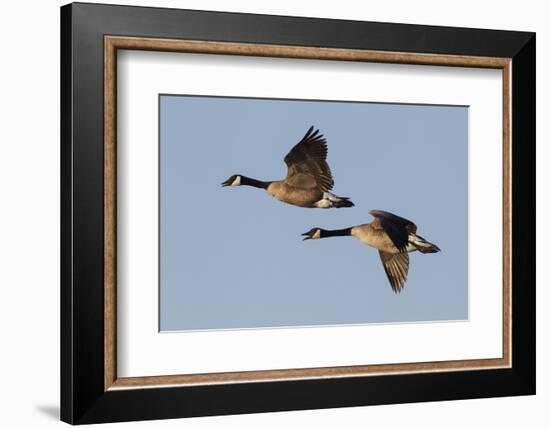 Greater Canada geese pair flying-Ken Archer-Framed Photographic Print