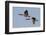 Greater Canada geese pair flying-Ken Archer-Framed Photographic Print