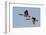 Greater Canada geese pair flying-Ken Archer-Framed Photographic Print