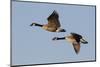 Greater Canada geese pair flying-Ken Archer-Mounted Photographic Print