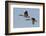 Greater Canada geese pair flying-Ken Archer-Framed Photographic Print