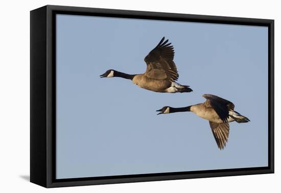 Greater Canada geese pair flying-Ken Archer-Framed Premier Image Canvas